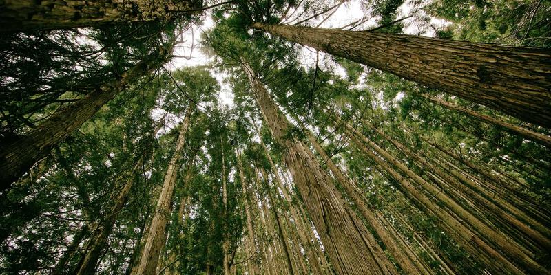 IPv6规模化部署：系统运维的挑战、过渡技术与网络改造方案