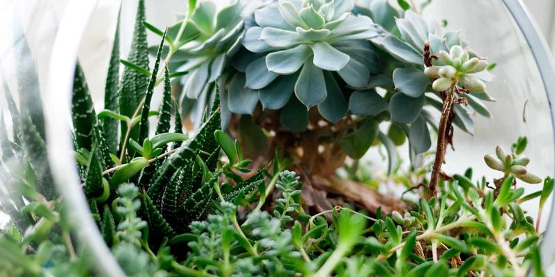 IPv6规模化部署：编程开发、资源分享与系统运维的挑战与破局之道