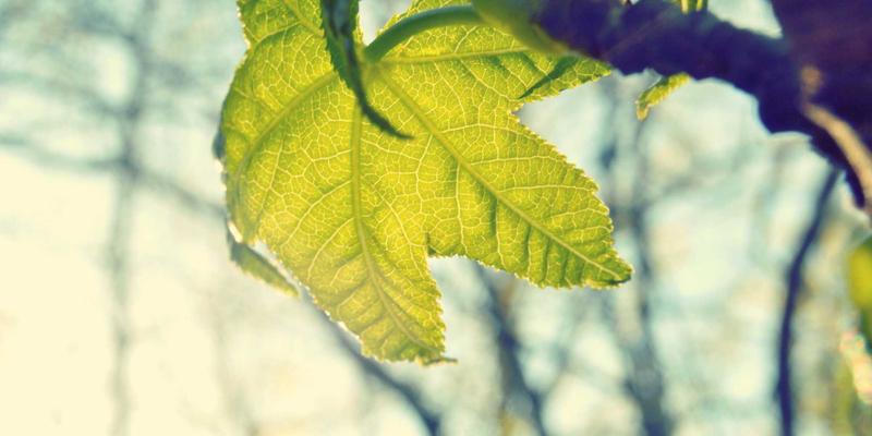 系统运维进阶指南：网络技术19时代的技术博客实践与洞察