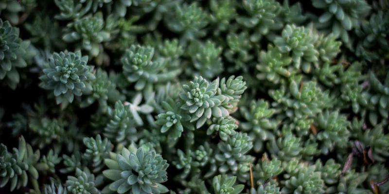 网络技术47：资源分享、编程开发与系统运维的融合实践