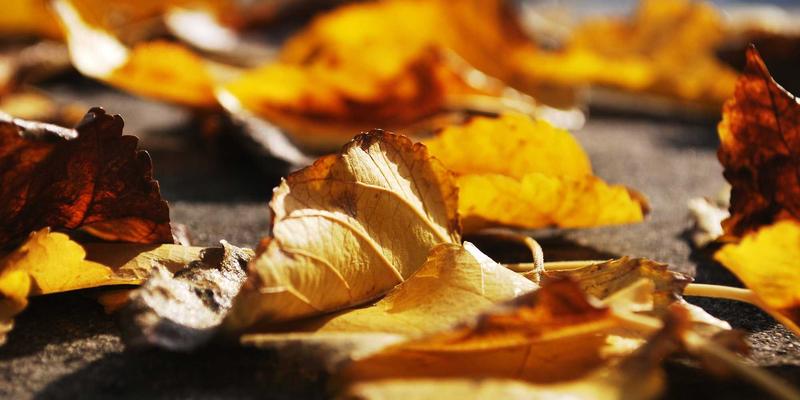 网络技术发展新浪潮:资源分享如何重塑编程开发生态